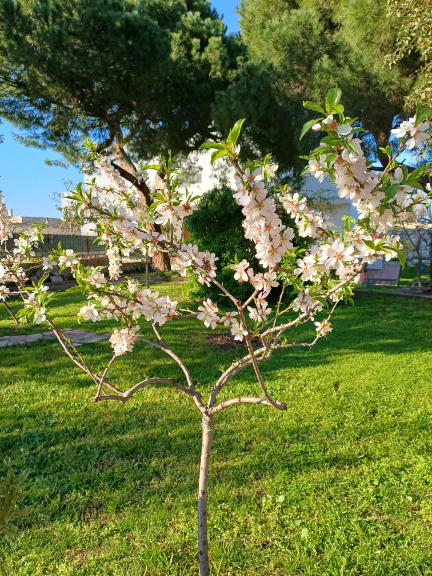 Villa Alma Bari Eksteriør bilde